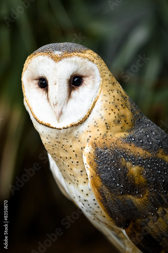 Barn Owl Stare