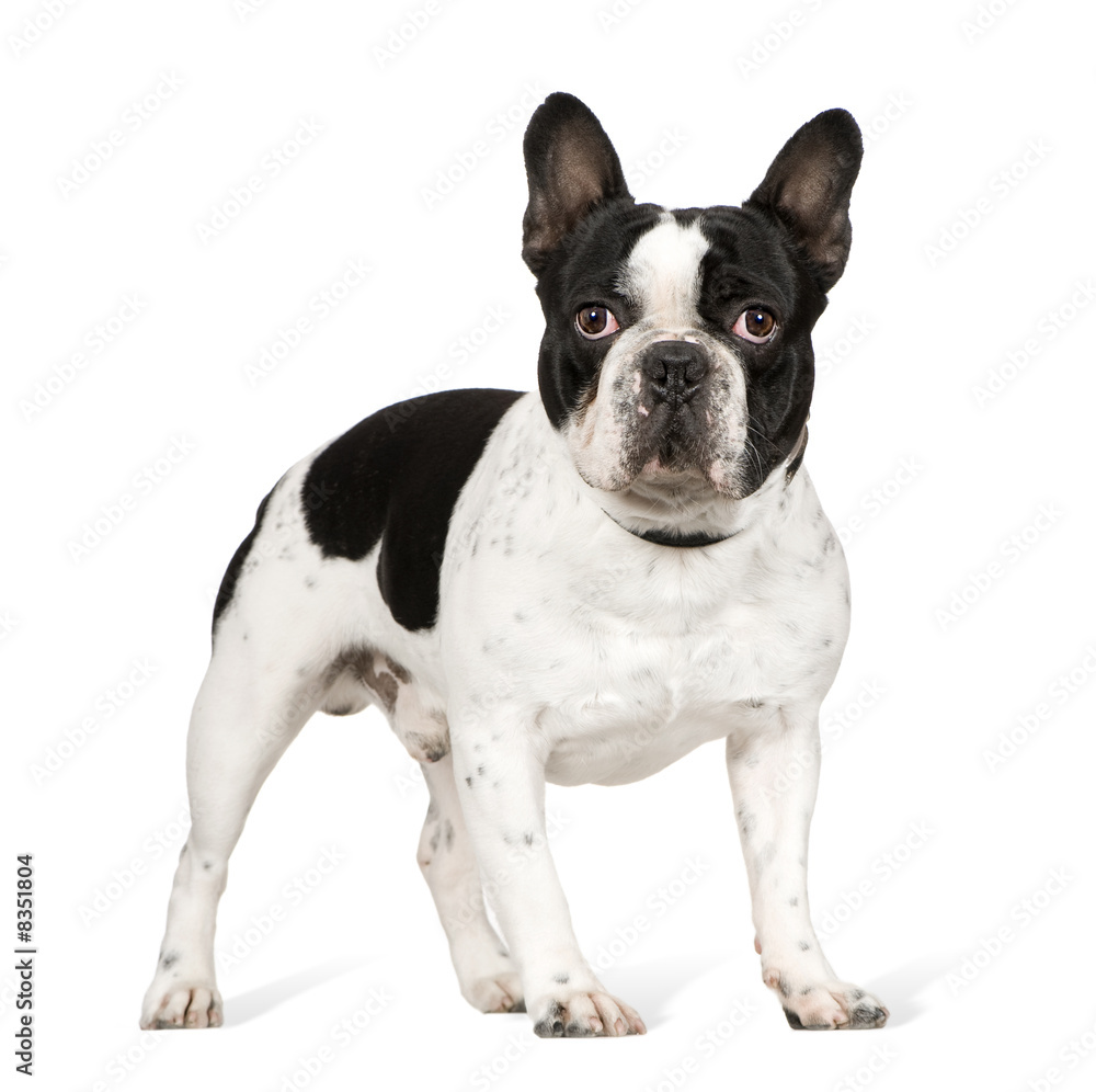French Bulldog (1 year)
