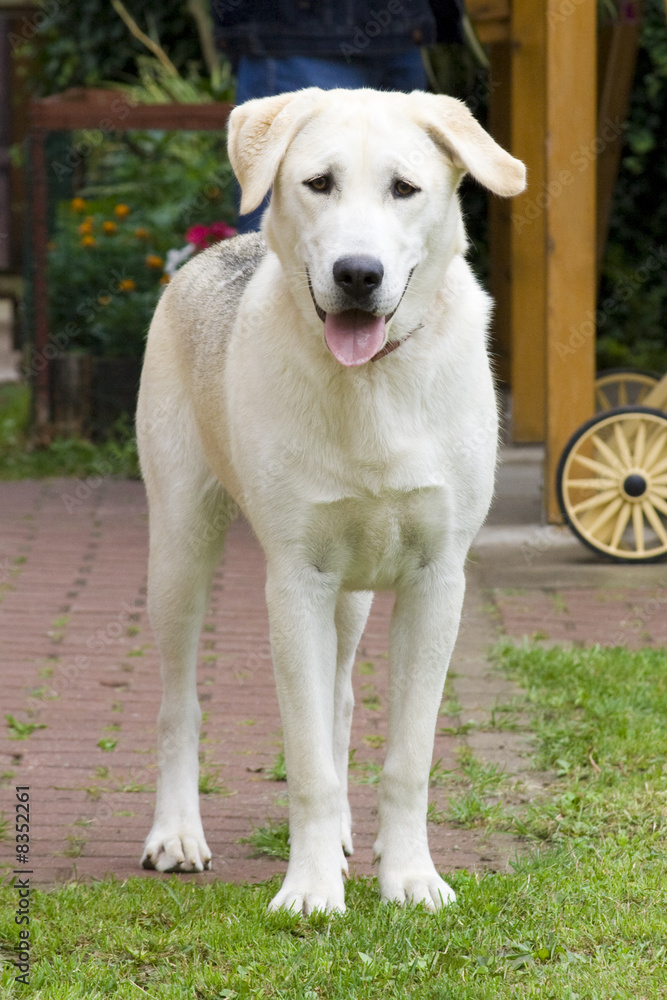Labrador husky sales