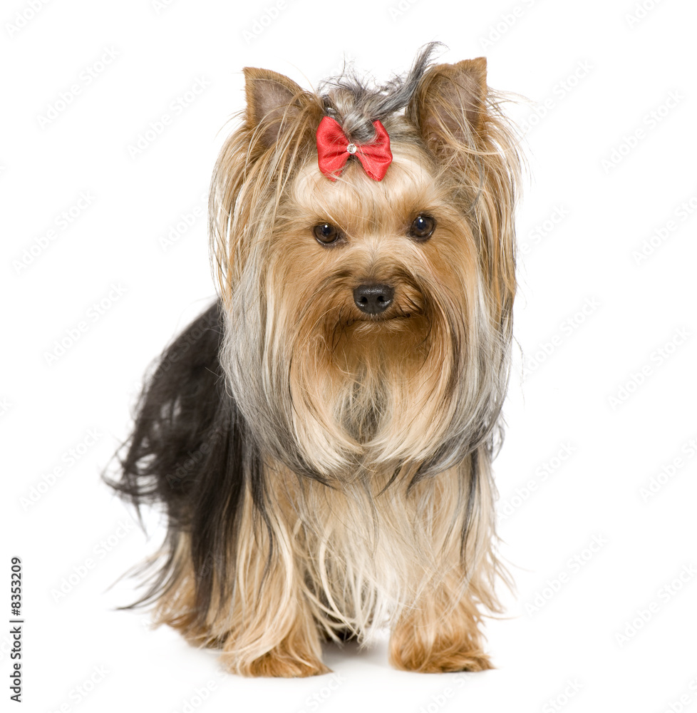 Yorkshire Terrier (15 months) Yorkshire Terrier (15 months)