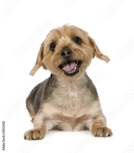 Fototapeta Naklejka Na Ścianę i Meble -  Yorkshire Terrier (10 years)