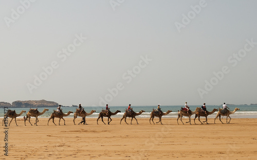 Camels WIth People