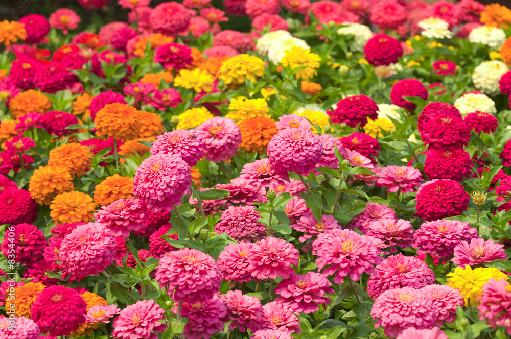 Flowers Flowers