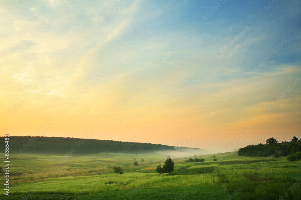 Foggy field