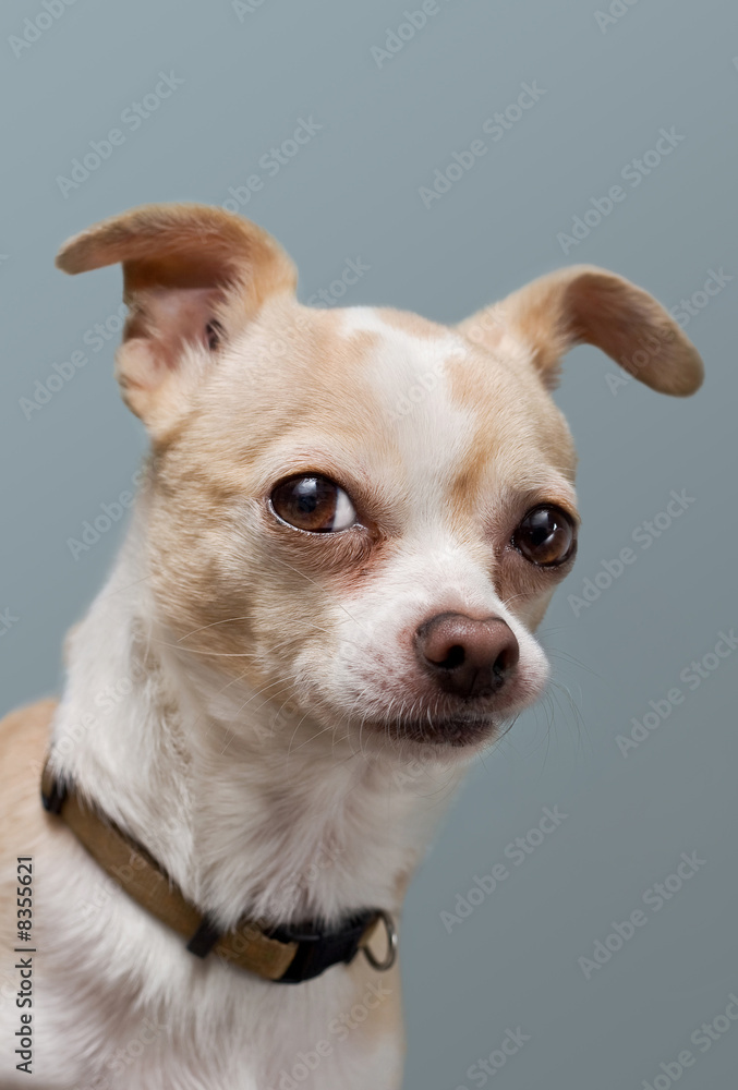 Curious Chihuahua With Perked Ears