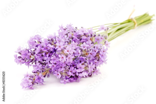 Fototapeta Naklejka Na Ścianę i Meble -  lavendel, lavender
