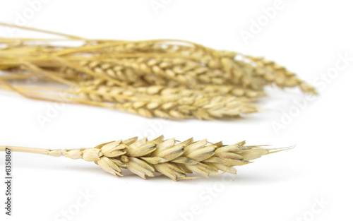 Wheat ear and ears isolated on white background