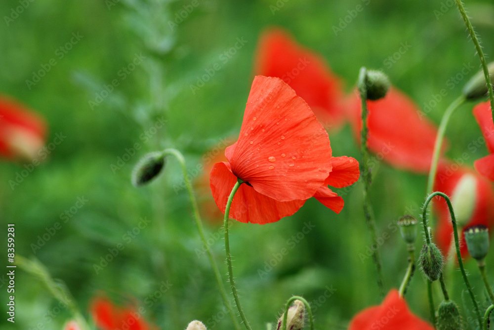 Fototapeta premium Poppy