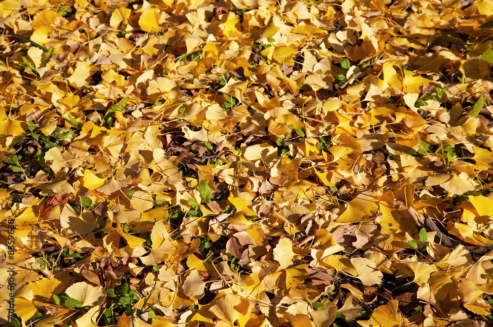 Ginkgo leaves Ginkgo leaves