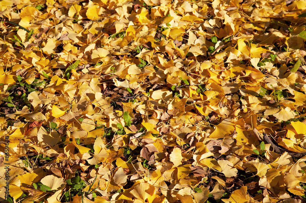 Ginkgo leaves