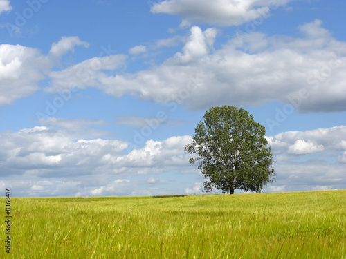 Tree on wheat field