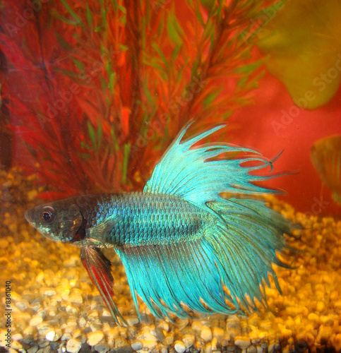 fish cock Betta splendens possesses fighting character 