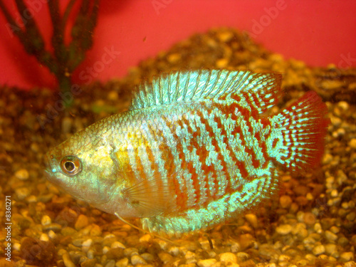aquarian fish ljalius Colisa lalia whis red and blue strips