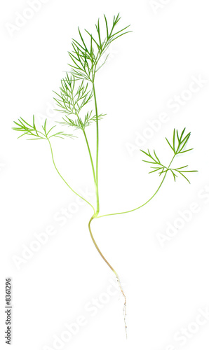 A macro shot of dill branch on white