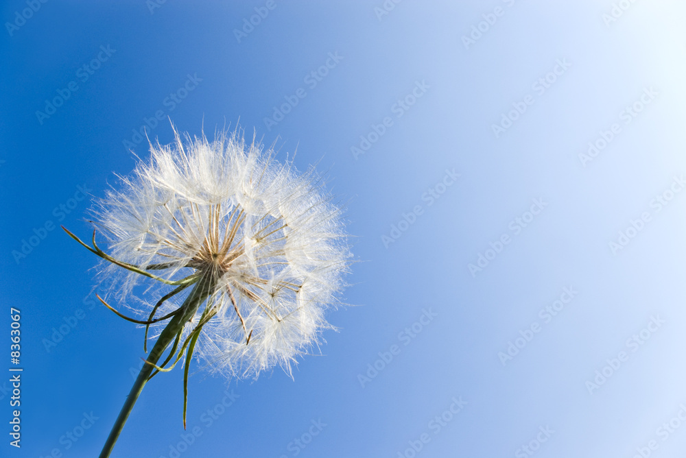 dandelion