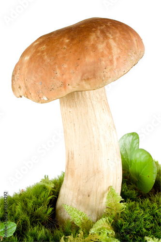 Cepe on fresh mossy hummock