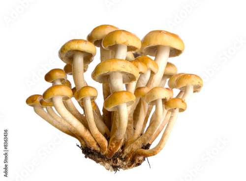 armillaria - Honey fungus