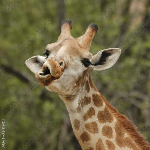Canvas Print surprised Giraffe