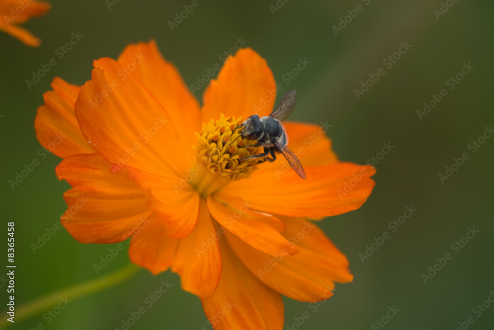 Fototapeta premium Ozark Ticksee Flower with Bee