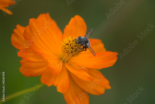 Ozark Ticksee Flower with Bee