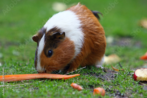 Meerschwein