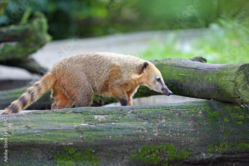 nasenbär