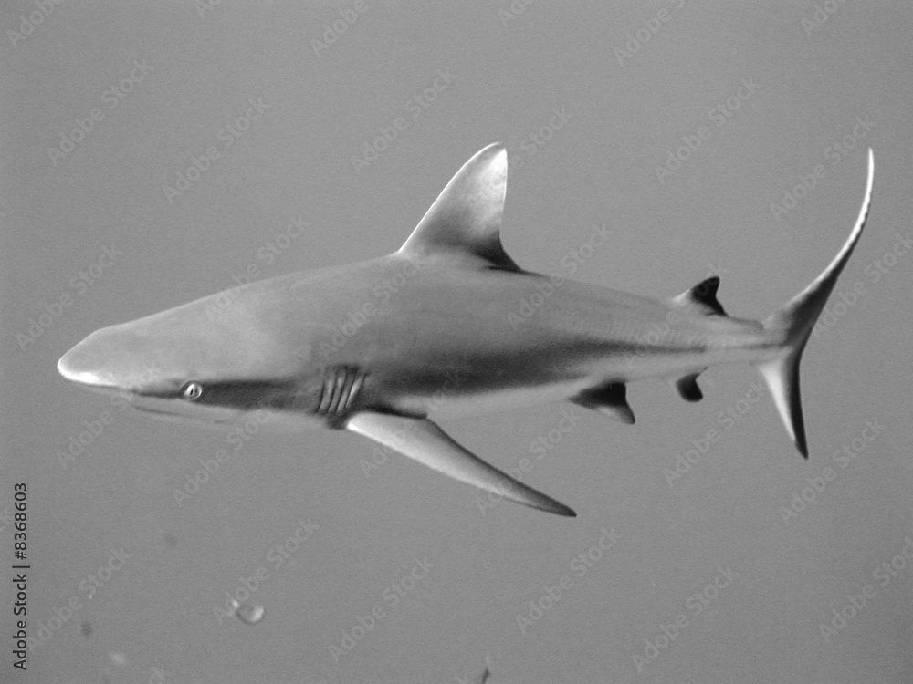 Fototapeta premium Requin