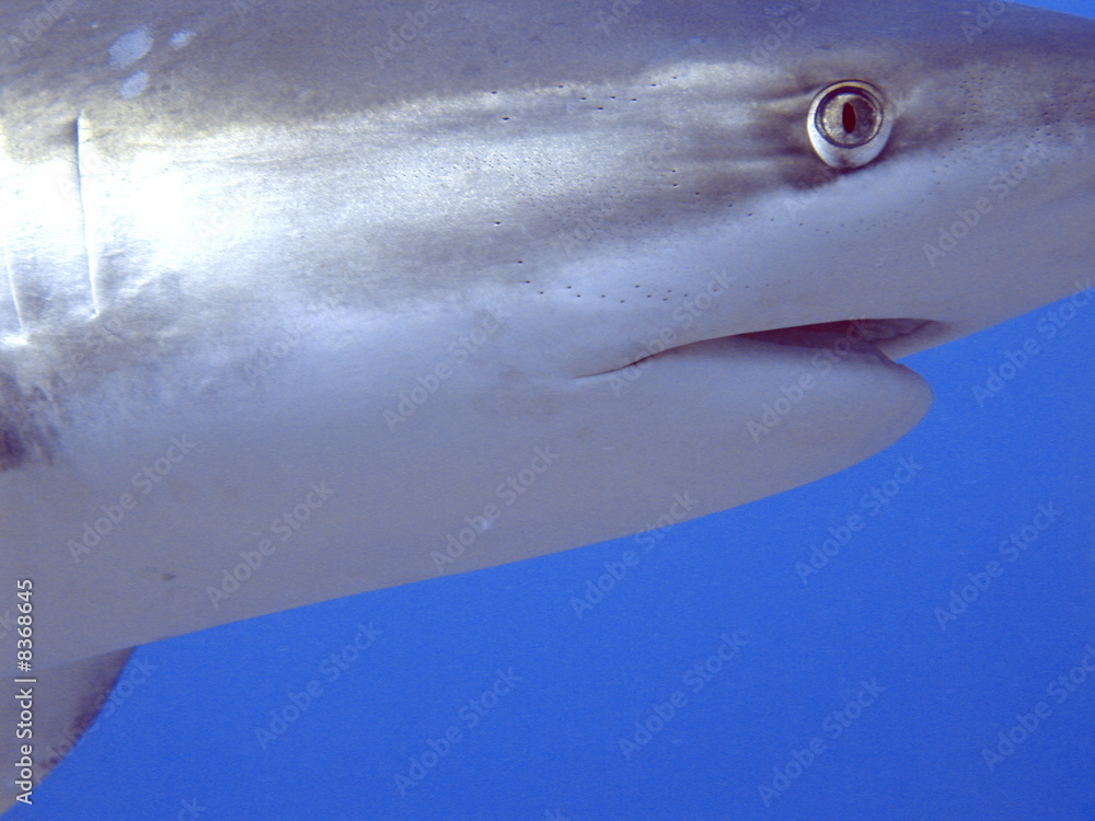 Naklejka premium Requin