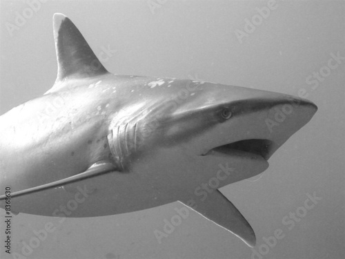 Requin photo