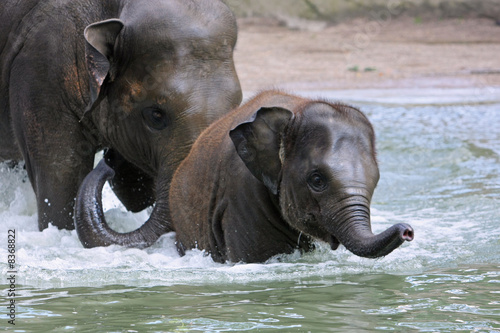 elefant