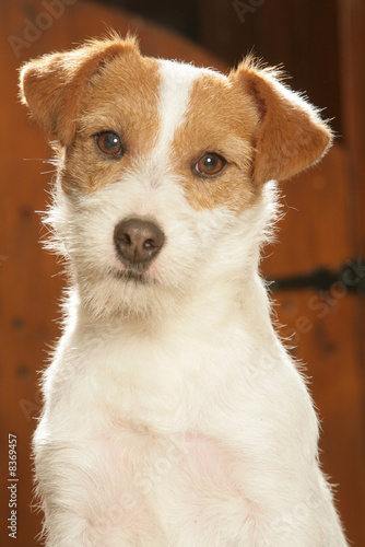 chien portrait Jack Russel terrier