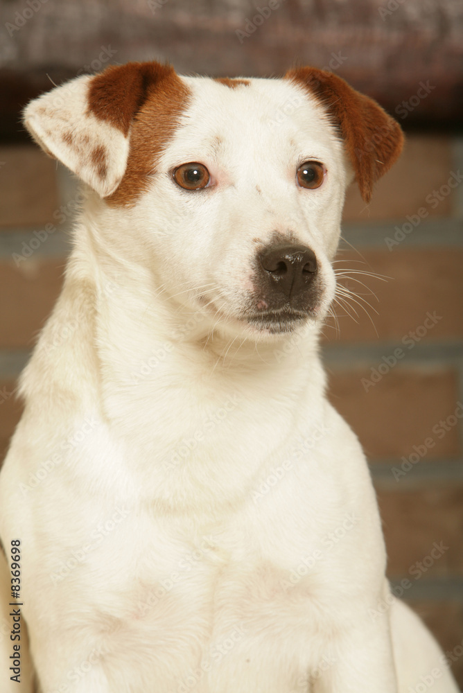 chien > Jack Russel terrier