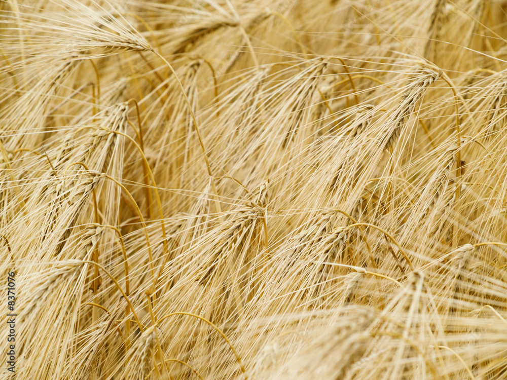 wheat background