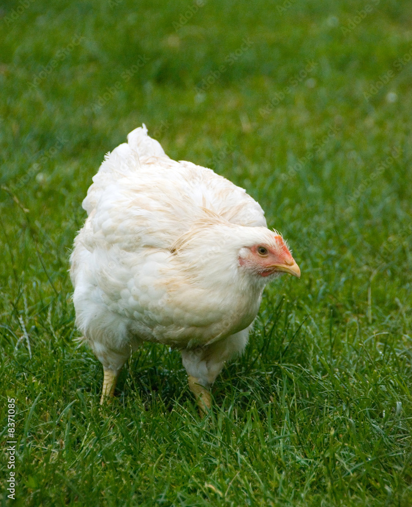 hen