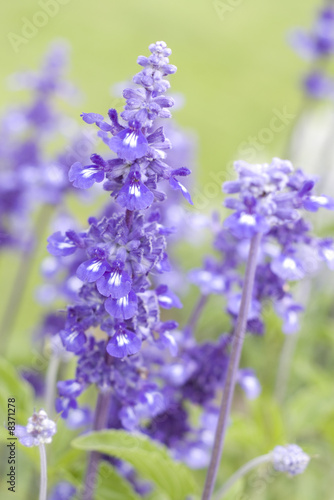 Fototapeta Naklejka Na Ścianę i Meble -  Aromatic bunch of lavender on green background