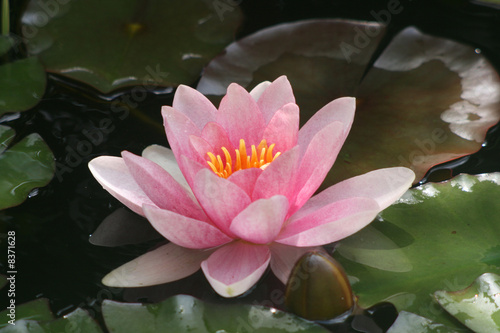 seerose in pink