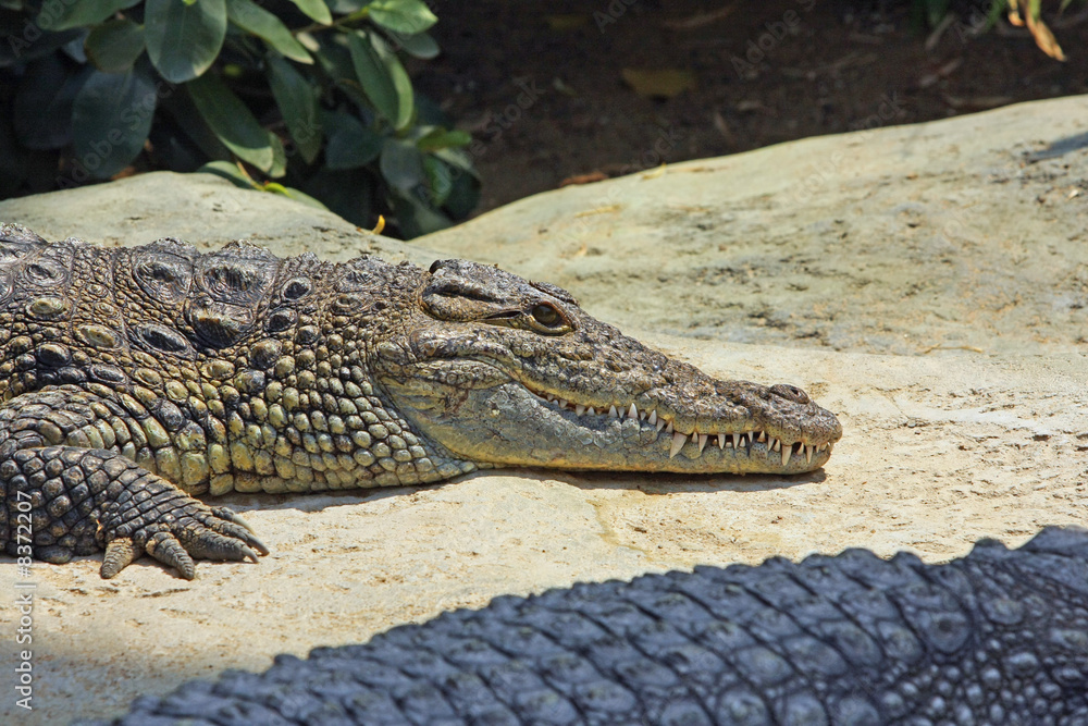 Fototapeta premium Krokodil