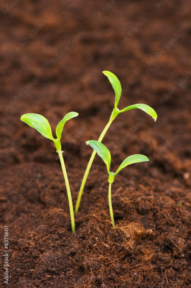 Three green seedlings growing out of soil