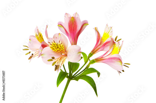 Colourful lilies isolated on the white background © Elnur