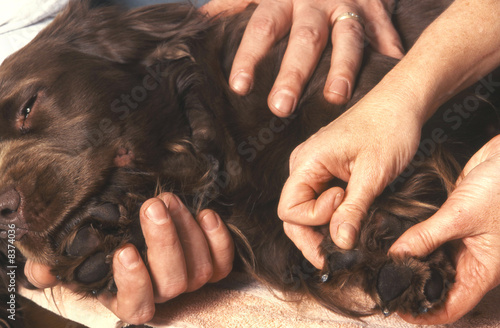Fototapeta Naklejka Na Ścianę i Meble -  chien Sussex Spaniel véto