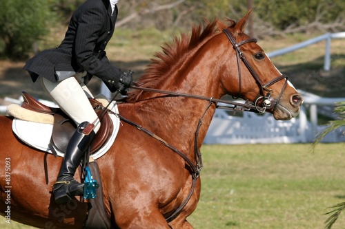 Show Horse and Rider