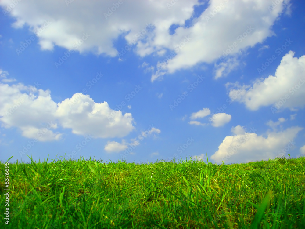 grass and sky grass and sky