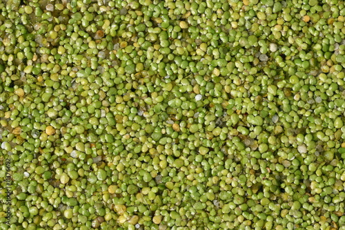 Duckweed background (Lemna minor) photo