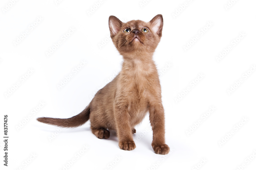 Burmese kitten on white background