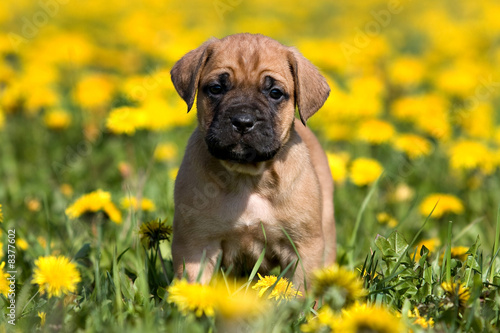 Dogo Canario puppy in yellow dandelions