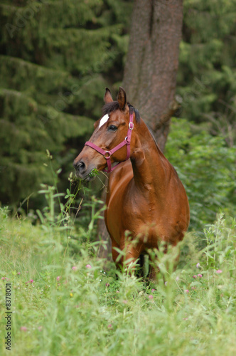 Bay horse staing behind high grass