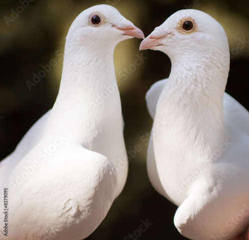 White pigeons couple