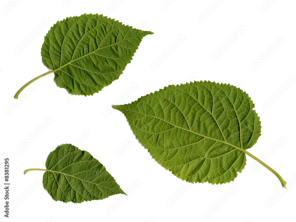close-up of three leaves close-up of three leaves