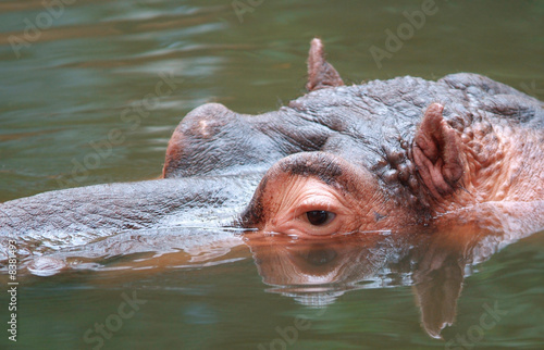 Hippo looking at you