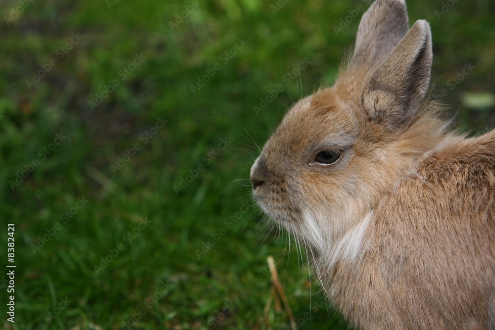 Fototapeta premium kaninchen